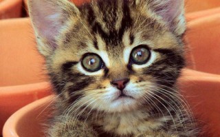 猫的脱口秀段子视频合集，猫的脱口秀段子视频合集下载