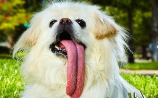 狗舌头恶搞视频，狗舌头有黑斑是好是坏