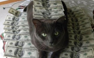 土豪恶搞猫咪视频，土豪恶搞猫咪视频大全
